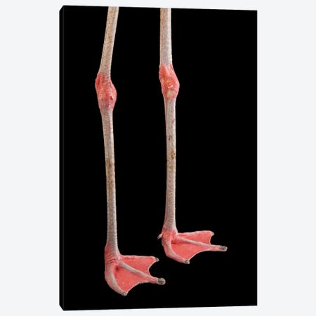 The Feet Of A Chilean Flamingo At The Gladys Porter Zoo Canvas Print #SRR317} by Joel Sartore Art Print