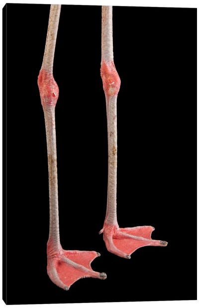 The Feet Of A Chilean Flamingo At The Gladys Porter Zoo Canvas Art Print - Joel Sartore