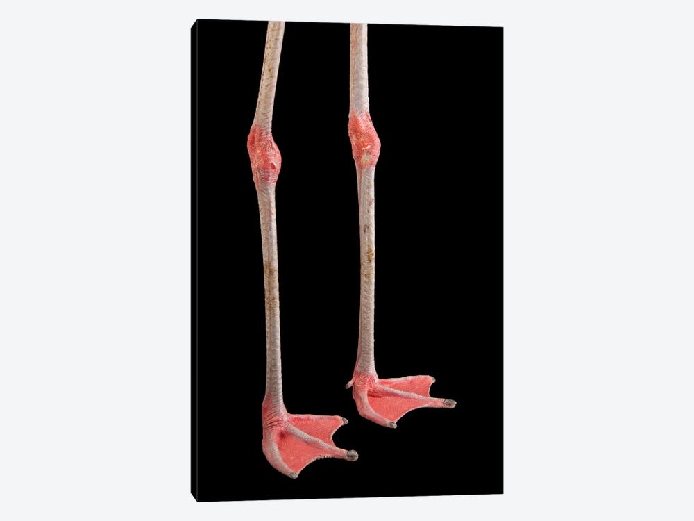 The Feet Of A Chilean Flamingo At The Gladys Porter Zoo by Joel Sartore 1-piece Canvas Art
