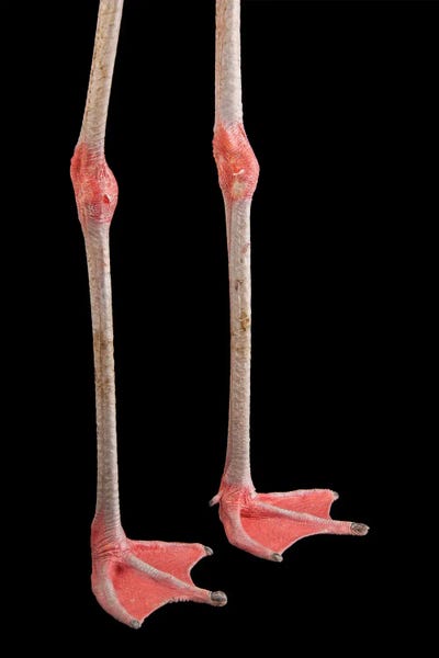 Flamingos: The Feet Of A Chilean Flamingo At The Gladys Porter Zoo by Joel Sartore