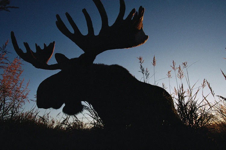 The Silhouetted Head Of A Moose At Kenai National Wildlife Refuge, Alaska