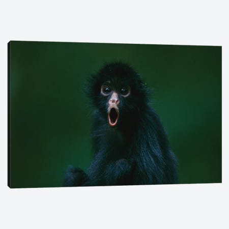 This Orphaned Black-Faced Spider Monkey, Named Pulgoso, Is Full Of Surprise Canvas Print #SRR319} by Joel Sartore Canvas Wall Art