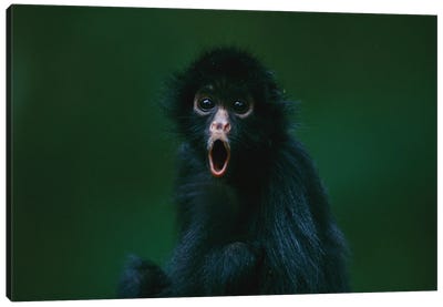 This Orphaned Black-Faced Spider Monkey, Named Pulgoso, Is Full Of Surprise Canvas Art Print - Monkey Art