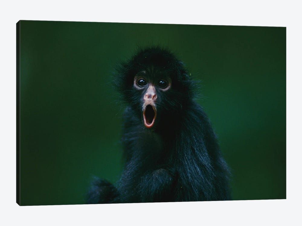 This Orphaned Black-Faced Spider Monkey, Named Pulgoso, Is Full Of Surprise by Joel Sartore 1-piece Canvas Wall Art