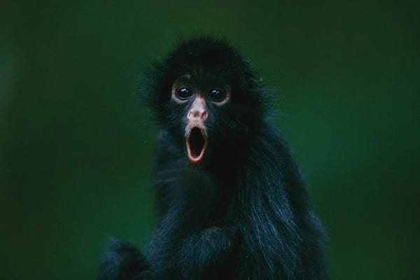 Joel Sartore: This Orphaned Black-Faced Spider Monkey, Named Pulgoso, Is Full Of Surprise by Joel Sartore