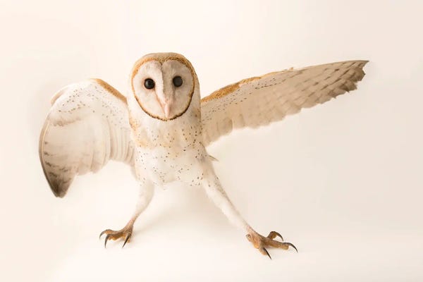 Joel Sartore: A Common Barn Owl At Penang Bird Park by Joel Sartore