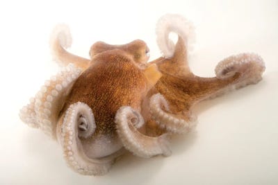 A Common Octopus At Gulf Specimen Marine Lab And Aquarium by Joel Sartore framed canvas print