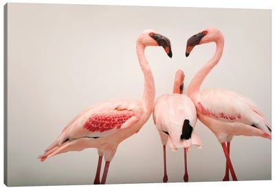 Three Lesser Flamingos At The Cleveland Metroparks Zoo Canvas Art Print - Joel Sartore