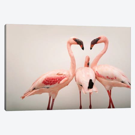 Three Lesser Flamingos At The Cleveland Metroparks Zoo Canvas Print #SRR320} by Joel Sartore Canvas Art Print