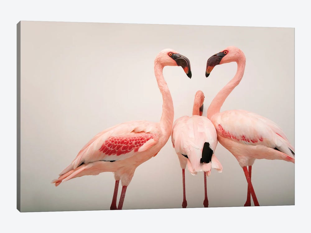 Three Lesser Flamingos At The Cleveland Metroparks Zoo by Joel Sartore 1-piece Canvas Art