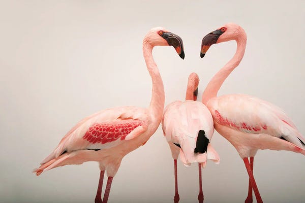 Joel Sartore: Three Lesser Flamingos At The Cleveland Metroparks Zoo by Joel Sartore