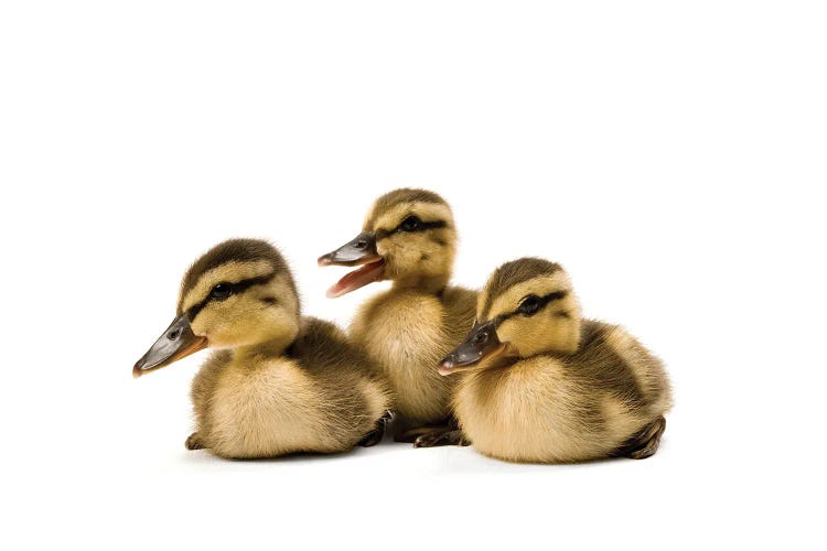 Three Mallard Ducklings I