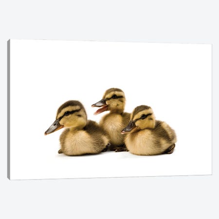 Three Mallard Ducklings I Canvas Print #SRR321} by Joel Sartore Canvas Print
