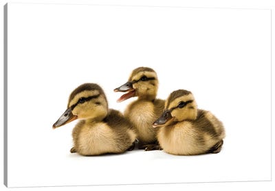 Three Mallard Ducklings I Canvas Art Print - Duck Art