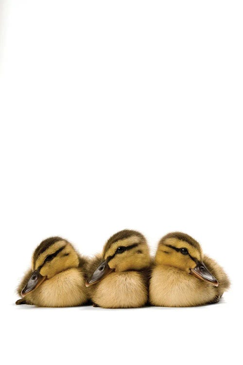 Three Mallard Ducklings II