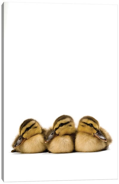 Three Mallard Ducklings II Canvas Art Print - Duck Art
