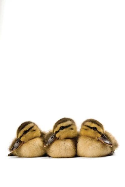 Baby Animals: Three Mallard Ducklings II by Joel Sartore