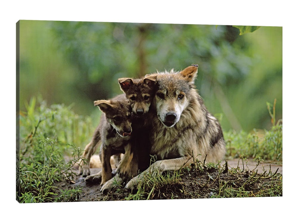 ten wolf pups with mom