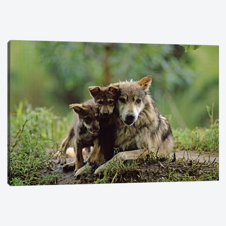 Two Captive Bred Mexican Gray Wolf Pups With Their Mother At The Sedgwick County Zoo Canvas Print #SRR324} by Joel Sartore Canvas Artwork