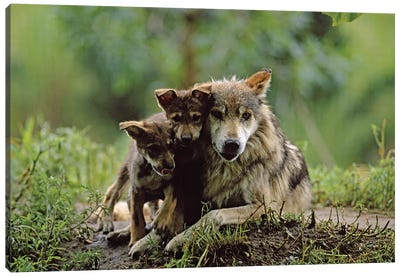 Two Captive Bred Mexican Gray Wolf Pups With Their Mother At The Sedgwick County Zoo Canvas Art Print - Joel Sartore