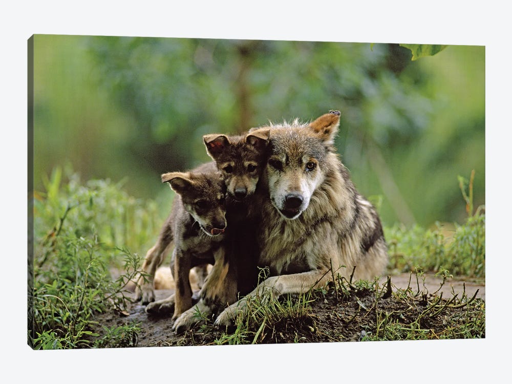 Two Captive Bred Mexican Gray Wolf Pups With Their Mother At The Sedgwick County Zoo by Joel Sartore 1-piece Canvas Wall Art