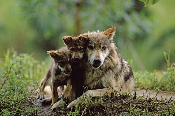 Wolves: Two Captive Bred Mexican Gray Wolf Pups With Their Mother At The Sedgwick County Zoo by Joel Sartore
