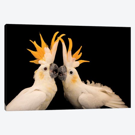 Two Critically Endangered Citron Crested Cockatoos At Jurong Bird Park I Canvas Print #SRR326} by Joel Sartore Canvas Wall Art