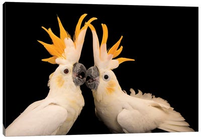 Two Critically Endangered Citron Crested Cockatoos At Jurong Bird Park I Canvas Art Print - Joel Sartore