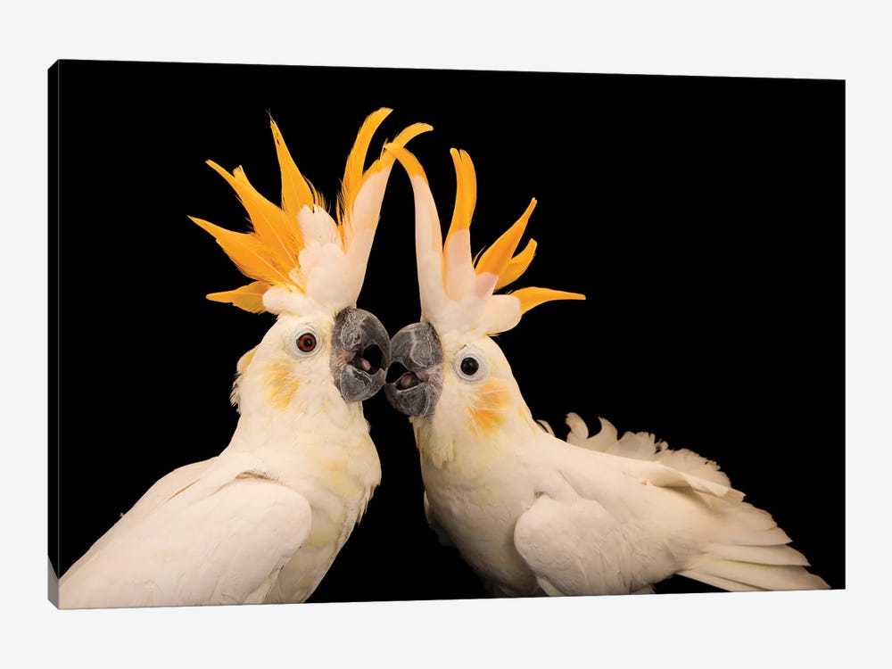 Two Critically Endangered Citron Crested Cockatoos At Jurong Bird Park I by Joel Sartore 1-piece Canvas Art