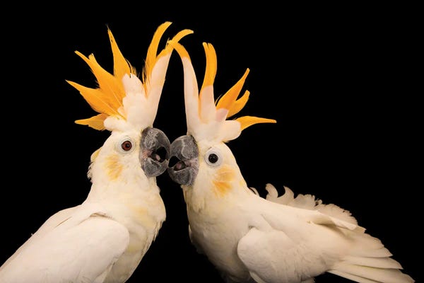 Animal Rights: Two Critically Endangered Citron Crested Cockatoos At Jurong Bird Park I by Joel Sartore