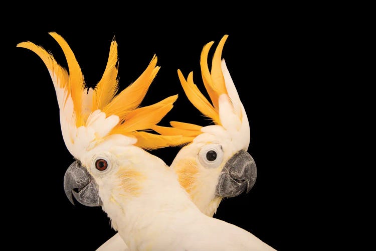 Two Critically Endangered Citron Crested Cockatoos At Jurong Bird Park II