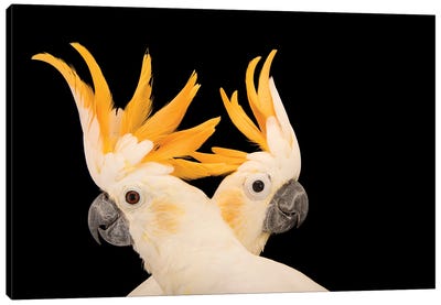 Two Critically Endangered Citron Crested Cockatoos At Jurong Bird Park II Canvas Art Print - Animal Rights Art
