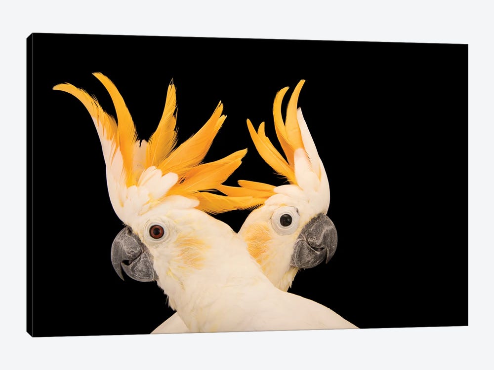 Two Critically Endangered Citron Crested Cockatoos At Jurong Bird Park II by Joel Sartore 1-piece Art Print