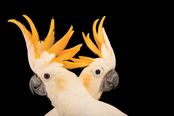 Wildlife Conservation: Two Critically Endangered Citron Crested Cockatoos At Jurong Bird Park II by Joel Sartore