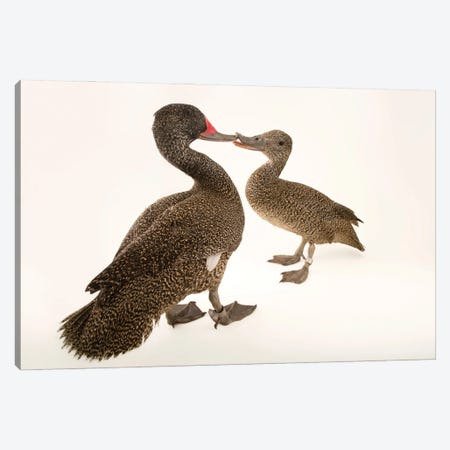 Two Freckled Ducks At Sylvan Heights Bird Park Canvas Print #SRR328} by Joel Sartore Canvas Print