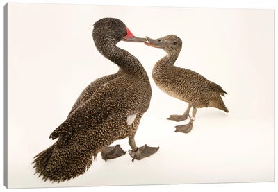 Two Freckled Ducks At Sylvan Heights Bird Park Canvas Art Print - Joel Sartore