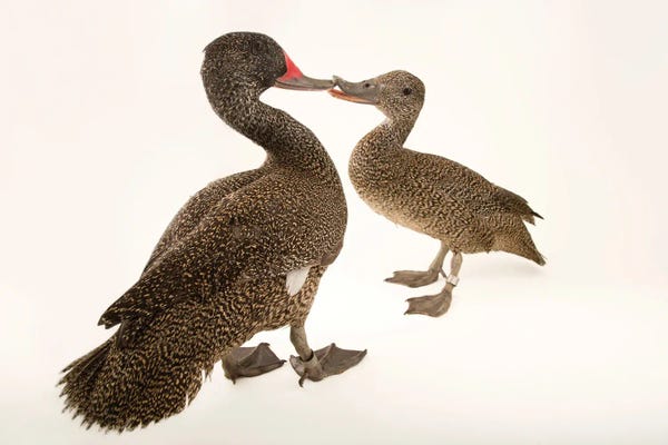 Joel Sartore: Two Freckled Ducks At Sylvan Heights Bird Park by Joel Sartore