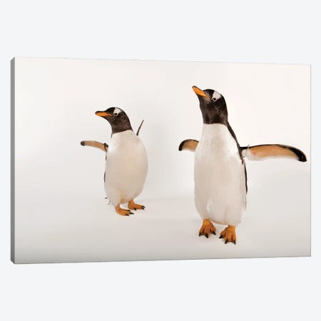 Two Gentoo Penguins At Omaha‚Äôs Henry Doorly Zoo And Aquarium Canvas Print #SRR329} by Joel Sartore Canvas Art Print