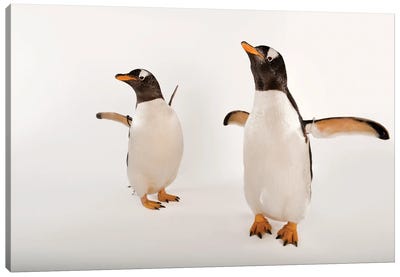Two Gentoo Penguins At Omaha‚Äôs Henry Doorly Zoo And Aquarium Canvas Art Print - Joel Sartore