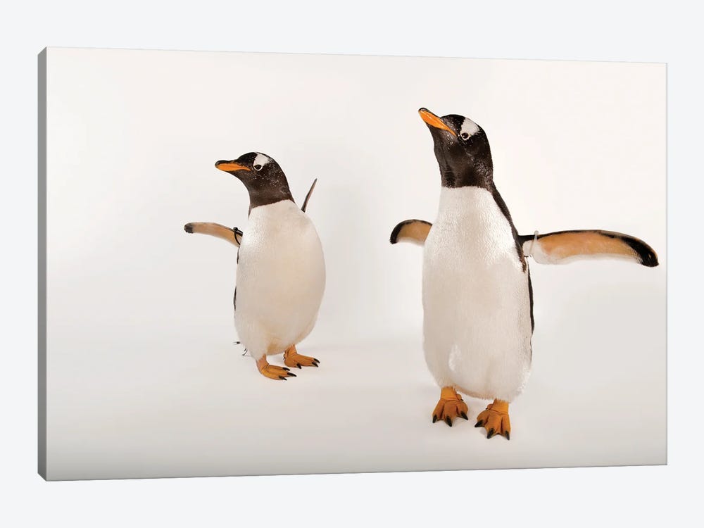 Two Gentoo Penguins At Omaha‚Äôs Henry Doorly Zoo And Aquarium by Joel Sartore 1-piece Art Print