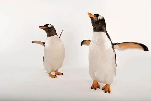 Joel Sartore: Two Gentoo Penguins At Omaha‚Äôs Henry Doorly Zoo And Aquarium by Joel Sartore