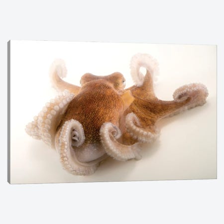 A Common Octopus At Gulf Specimen Marine Lab And Aquarium Canvas Print #SRR32} by Joel Sartore Canvas Art
