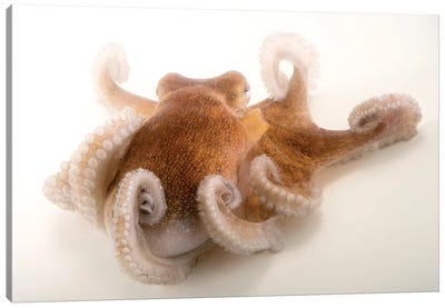 A Common Octopus At Gulf Specimen Marine Lab And Aquarium Canvas Art Print - Joel Sartore