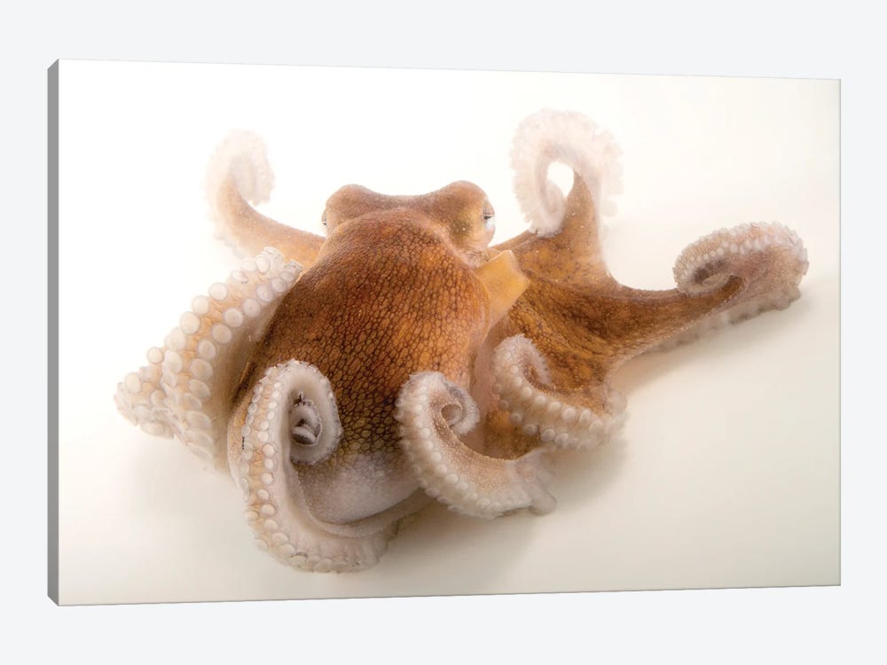 A Common Octopus At Gulf Specimen Marine Lab And Aquarium by Joel Sartore 1-piece Canvas Print
