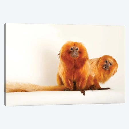 Two Golden Lion Tamarin At Lincoln Children's Zoo This Species Is Listed As Endangered Canvas Print #SRR330} by Joel Sartore Canvas Wall Art