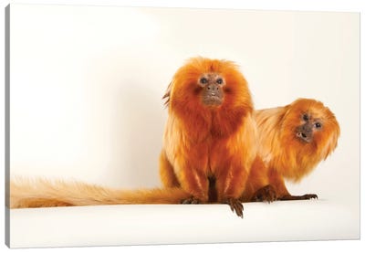 Two Golden Lion Tamarin At Lincoln Children's Zoo This Species Is Listed As Endangered Canvas Art Print - Wildlife Conservation Art