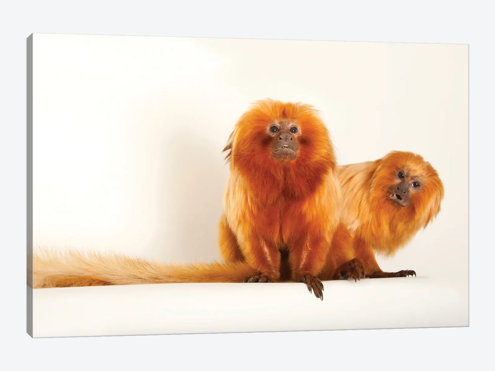 Two Golden Lion Tamarin At Lincoln Children's Zoo This Species Is Listed As Endangered by Joel Sartore 1-piece Canvas Art Print