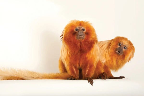 Wildlife Conservation: Two Golden Lion Tamarin At Lincoln Children's Zoo This Species Is Listed As Endangered by Joel Sartore