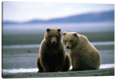 Two Grizzly Bears Dig For Clams At Hallo Bay, Alaska Canvas Art Print - Grizzly Bear Art