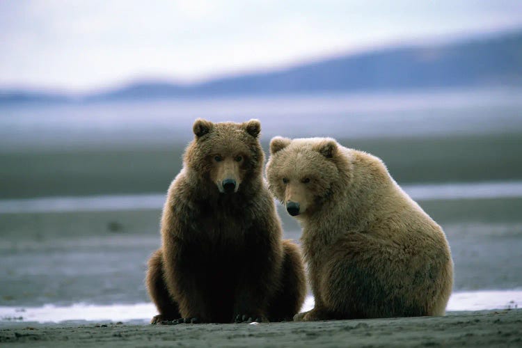 Two Grizzly Bears Dig For Clams At Hallo Bay, Alaska
